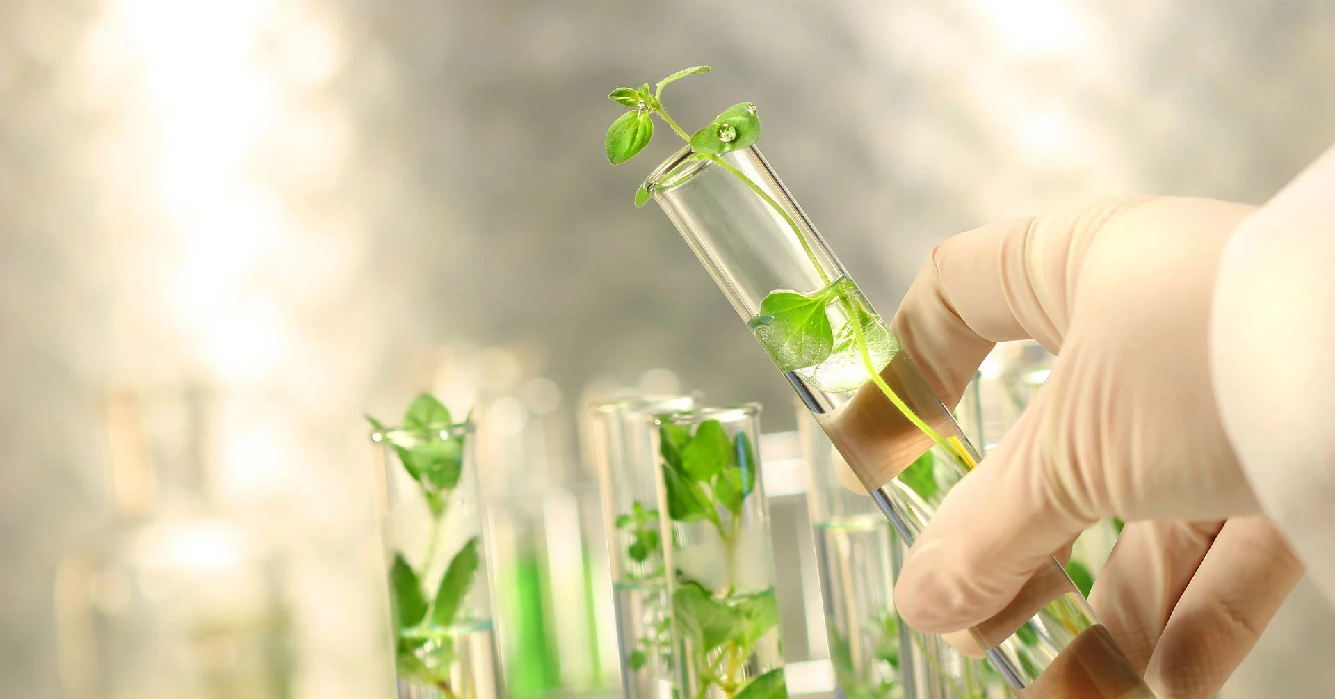 alarsin-safe-toxin-free